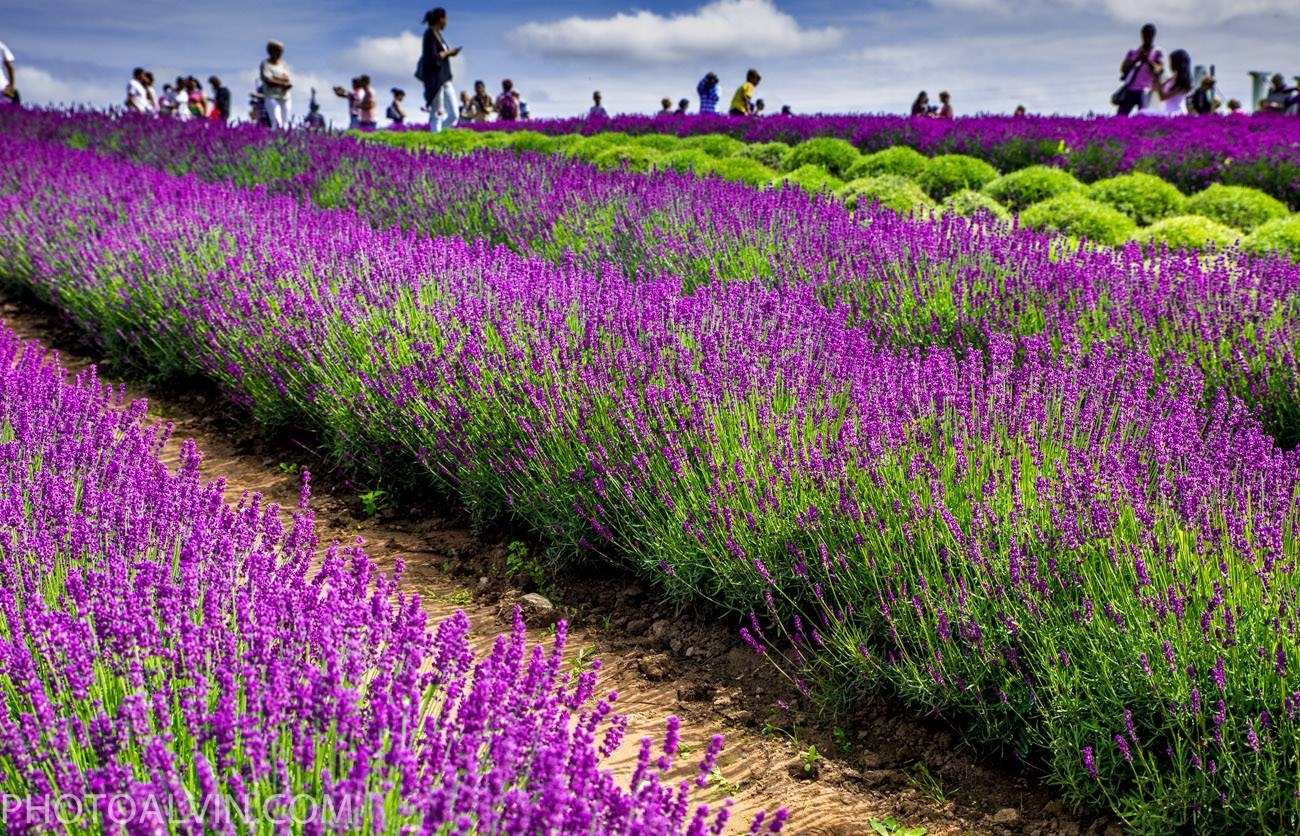 Жетілген ресейлік әйелдер бейнеленген порно