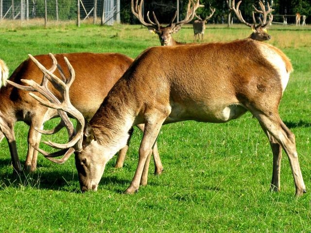 Новомосковскідегі жезөкшелердің телефон нөмірлері