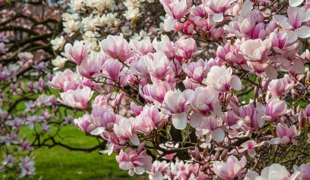 Magnolijas, foršmaks un Ķēdaiņi!