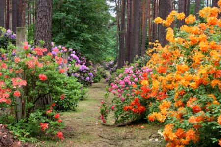 Kūrorta svētki Jūrmalā un rododendru ziedēšana!