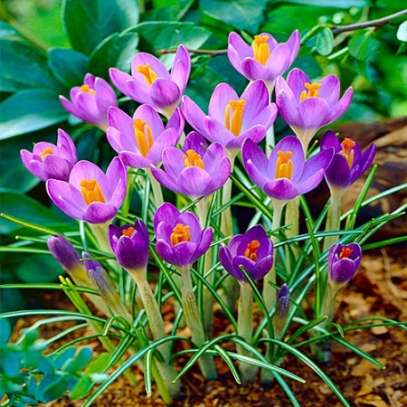 Viena diena pie krokusiem Jonavā!