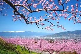 Persiku ziedēšana brīnišķīgajā Gruzijā!