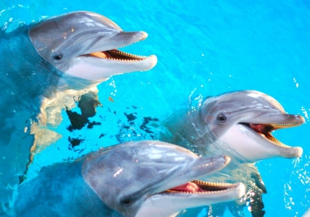 Let's Visit the Dolphins! Klaipėda!