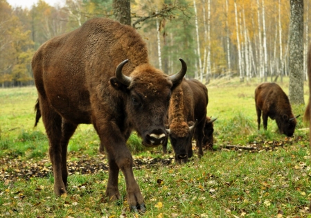 Sumbri, gliemeži un dzirnavas Ramigala!