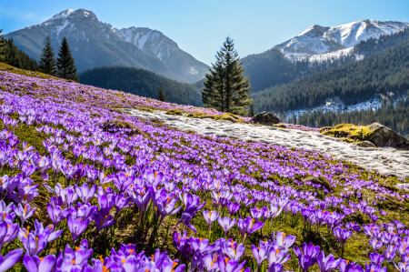 Uz krokusu ziedēšanu Krakovā!