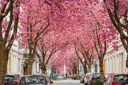 KAD ZIED SAKURA! ĶELNE - BONNA!